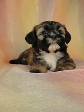 Female Lhasa Bichon Puppy for Sale #27 